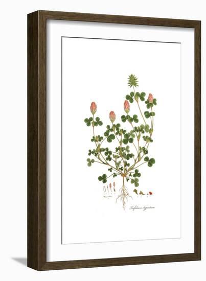 Trifolium clypeatum, Flora Graeca-Ferdinand Bauer-Framed Giclee Print