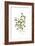 Trifolium clypeatum, Flora Graeca-Ferdinand Bauer-Framed Giclee Print