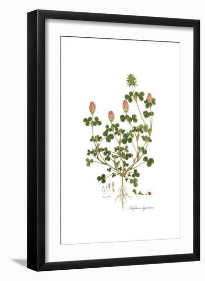 Trifolium clypeatum, Flora Graeca-Ferdinand Bauer-Framed Giclee Print