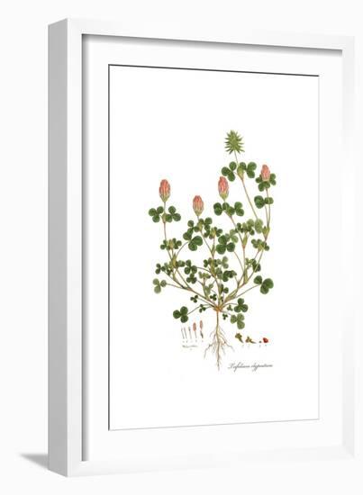 Trifolium clypeatum, Flora Graeca-Ferdinand Bauer-Framed Giclee Print