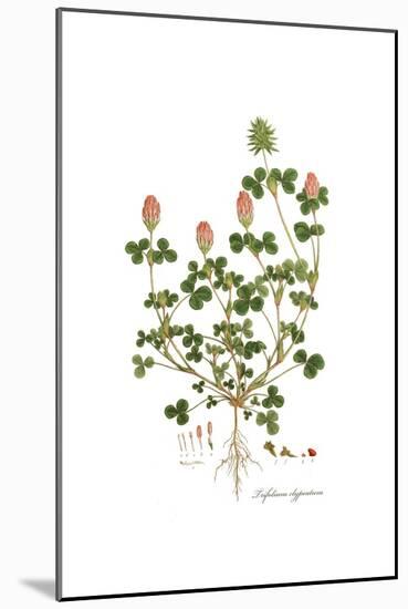 Trifolium clypeatum, Flora Graeca-Ferdinand Bauer-Mounted Giclee Print