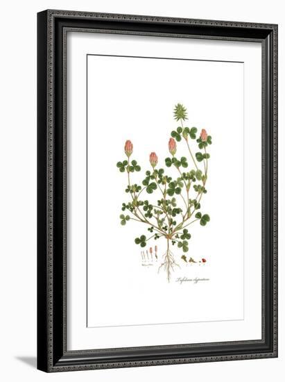 Trifolium clypeatum, Flora Graeca-Ferdinand Bauer-Framed Giclee Print