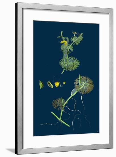 Trifolium Maritimum; Teasel-Headed Trefoil-null-Framed Giclee Print