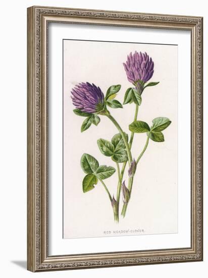 Trifolium Pratense-F Edward Hulme-Framed Art Print