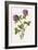 Trifolium Pratense-F Edward Hulme-Framed Art Print