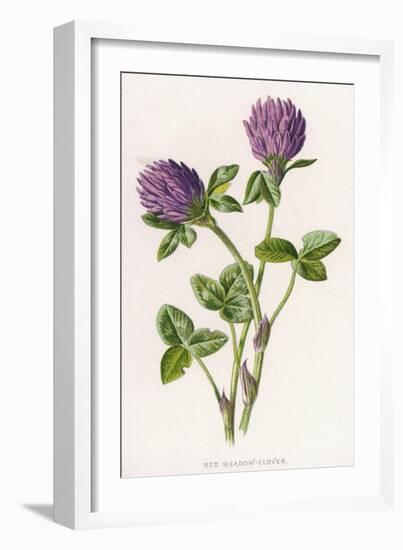 Trifolium Pratense-F Edward Hulme-Framed Art Print