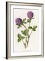 Trifolium Pratense-F Edward Hulme-Framed Art Print