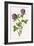 Trifolium Pratense-F Edward Hulme-Framed Art Print