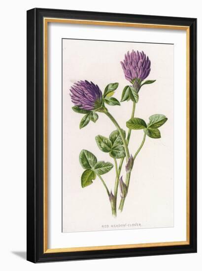 Trifolium Pratense-F Edward Hulme-Framed Art Print