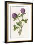 Trifolium Pratense-F Edward Hulme-Framed Art Print