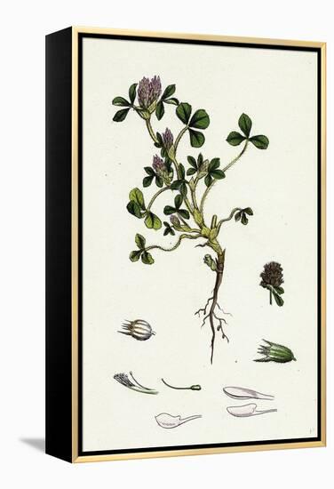 Trifolium Striatum Soft Knotted Trefoil-null-Framed Premier Image Canvas