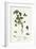 Trifolium Striatum Soft Knotted Trefoil-null-Framed Giclee Print