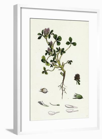 Trifolium Striatum Soft Knotted Trefoil-null-Framed Giclee Print