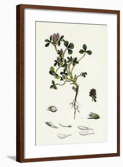 Trifolium Striatum Soft Knotted Trefoil-null-Framed Giclee Print