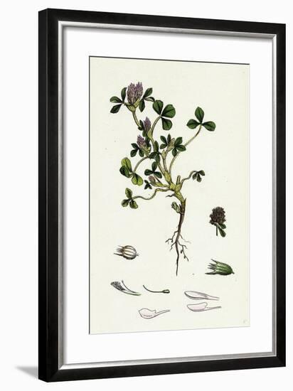 Trifolium Striatum Soft Knotted Trefoil-null-Framed Giclee Print