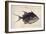 Trigger-Fish, 1585-John White-Framed Giclee Print