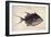 Trigger-Fish, 1585-John White-Framed Giclee Print