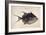 Trigger-Fish, 1585-John White-Framed Giclee Print