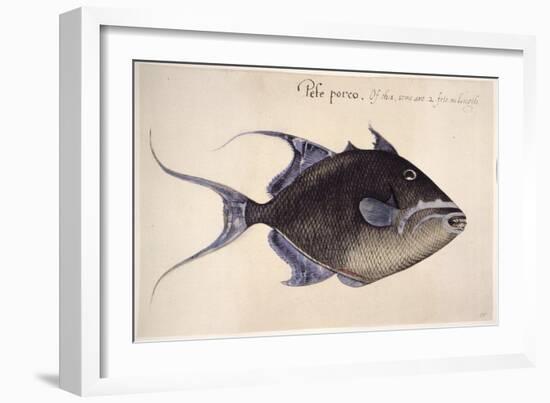 Trigger-Fish, 1585-John White-Framed Giclee Print