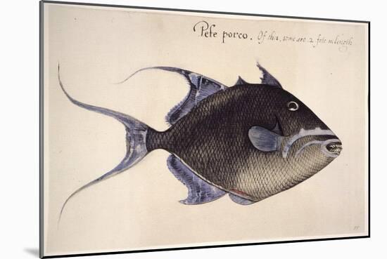 Trigger-Fish, 1585-John White-Mounted Giclee Print