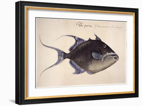 Trigger-Fish, 1585-John White-Framed Giclee Print