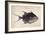 Trigger-Fish, 1585-John White-Framed Giclee Print