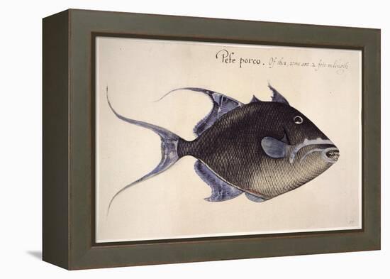 Trigger-Fish, 1585-John White-Framed Premier Image Canvas