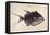 Trigger-Fish, 1585-John White-Framed Premier Image Canvas