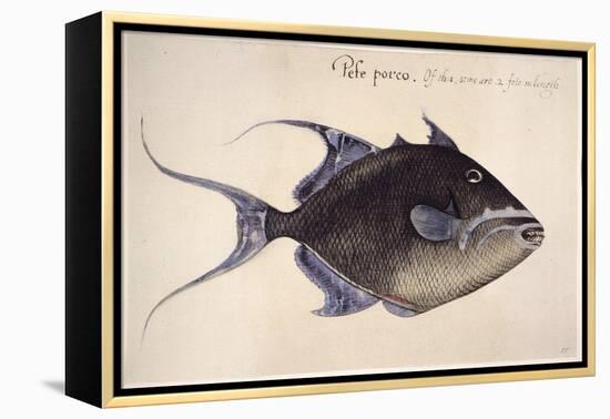 Trigger-Fish, 1585-John White-Framed Premier Image Canvas