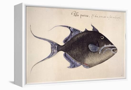 Trigger-Fish, 1585-John White-Framed Premier Image Canvas