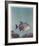 Trigger Fish-Richard Ellis-Framed Limited Edition