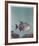 Trigger Fish-Richard Ellis-Framed Limited Edition