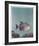 Trigger Fish-Richard Ellis-Framed Limited Edition