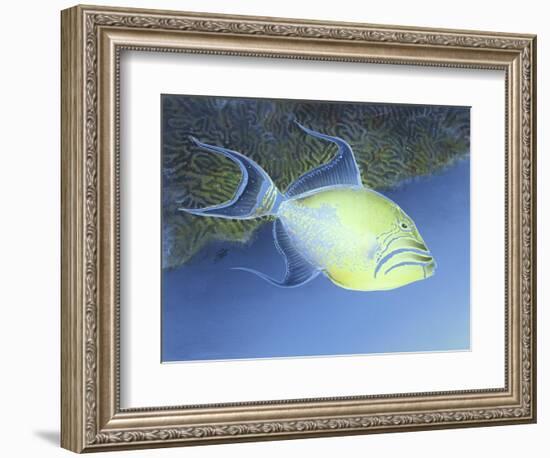 Trigger Fish-Durwood Coffey-Framed Giclee Print