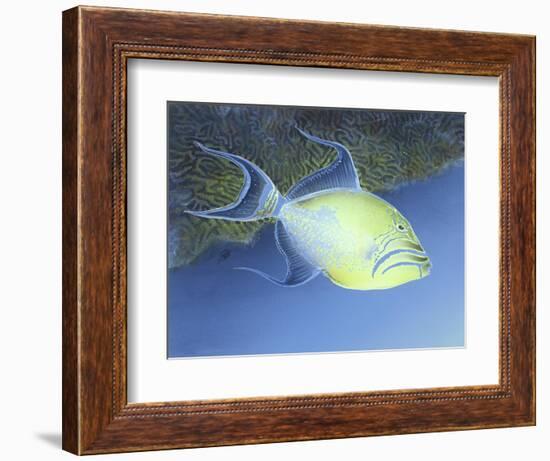 Trigger Fish-Durwood Coffey-Framed Giclee Print