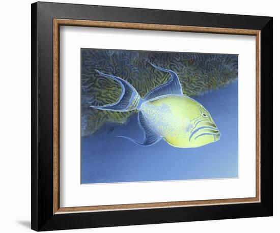 Trigger Fish-Durwood Coffey-Framed Giclee Print