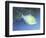 Trigger Fish-Durwood Coffey-Framed Giclee Print