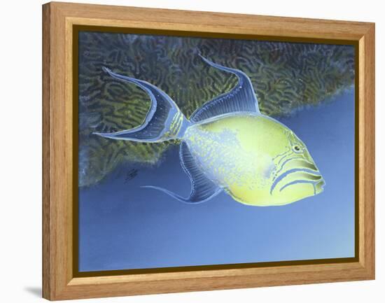 Trigger Fish-Durwood Coffey-Framed Premier Image Canvas