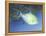 Trigger Fish-Durwood Coffey-Framed Premier Image Canvas