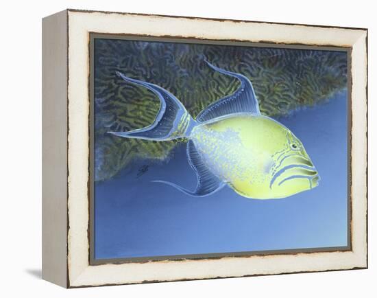 Trigger Fish-Durwood Coffey-Framed Premier Image Canvas