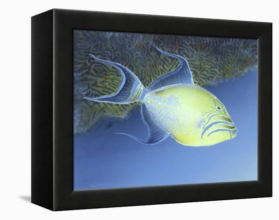 Trigger Fish-Durwood Coffey-Framed Premier Image Canvas