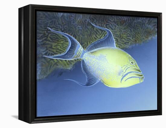 Trigger Fish-Durwood Coffey-Framed Premier Image Canvas