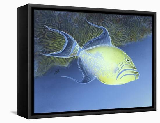 Trigger Fish-Durwood Coffey-Framed Premier Image Canvas