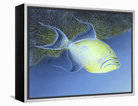 Trigger Fish-Durwood Coffey-Framed Premier Image Canvas