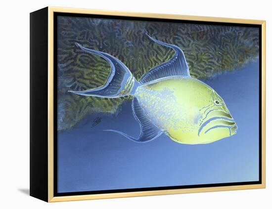 Trigger Fish-Durwood Coffey-Framed Premier Image Canvas