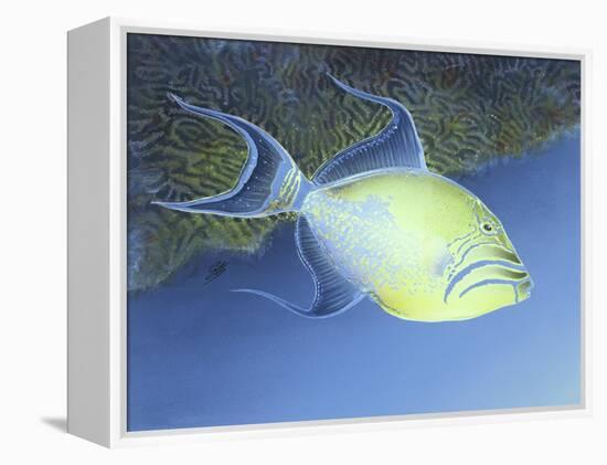 Trigger Fish-Durwood Coffey-Framed Premier Image Canvas