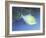 Trigger Fish-Durwood Coffey-Framed Giclee Print