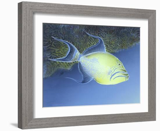 Trigger Fish-Durwood Coffey-Framed Giclee Print