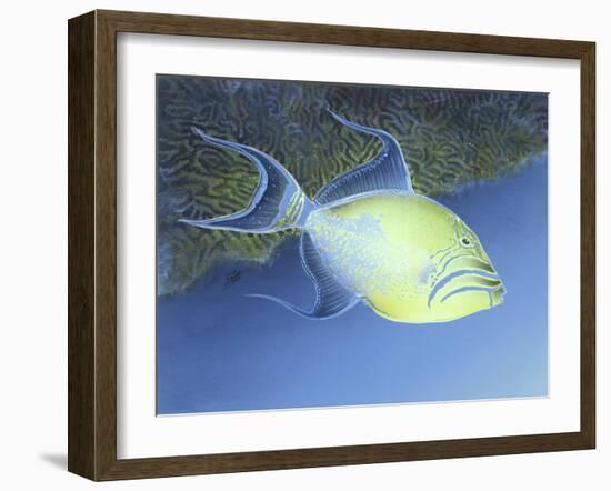 Trigger Fish-Durwood Coffey-Framed Giclee Print