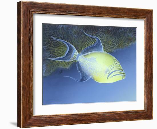 Trigger Fish-Durwood Coffey-Framed Giclee Print